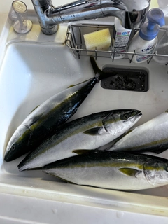 ヤズの釣果