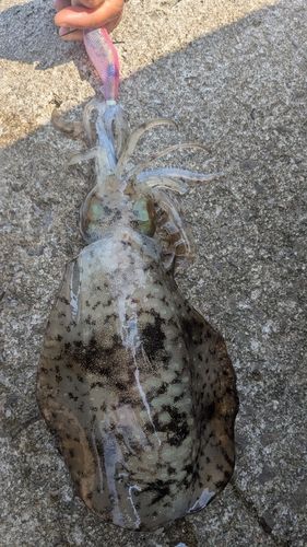 アオリイカの釣果