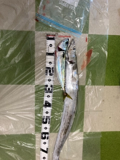 タチウオの釣果