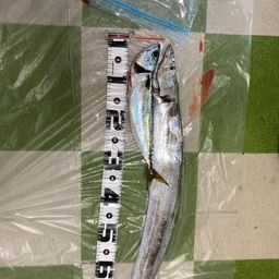 タチウオ
