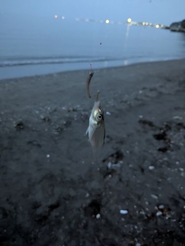 キスの釣果