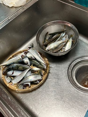 アジの釣果