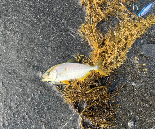 ショゴの釣果