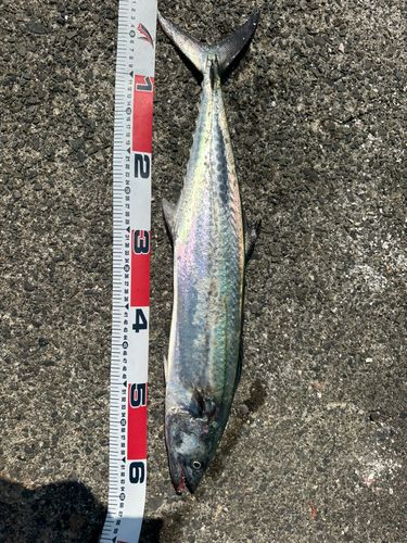 サゴシの釣果