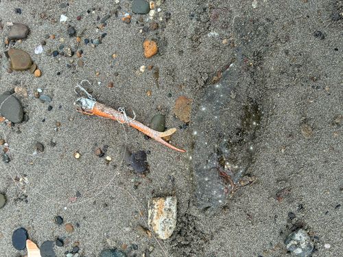 ソゲの釣果