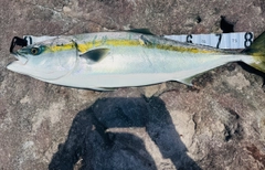 ブリの釣果