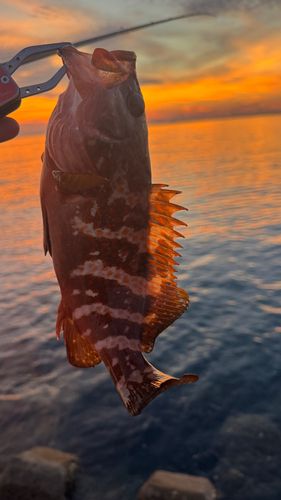 キジハタの釣果