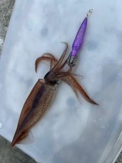 スルメイカの釣果
