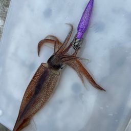 スルメイカ