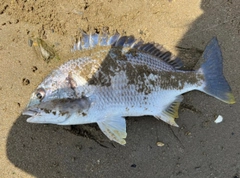 キビレの釣果