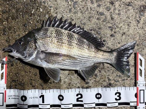 クロダイの釣果