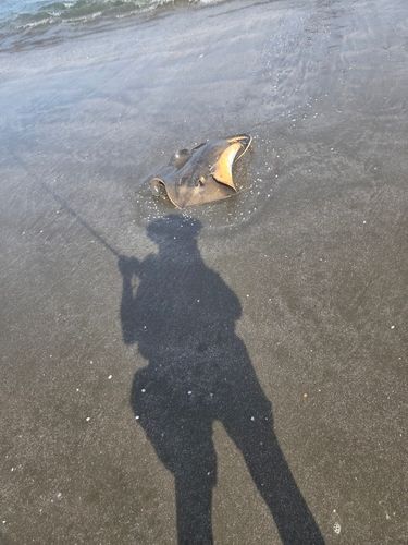 エイの釣果