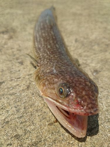エソの釣果