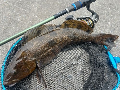 アイナメの釣果