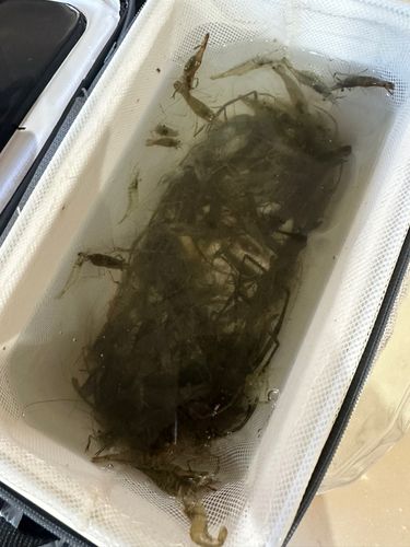 テナガエビの釣果