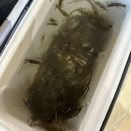 テナガエビ