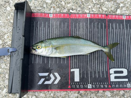 ツバスの釣果