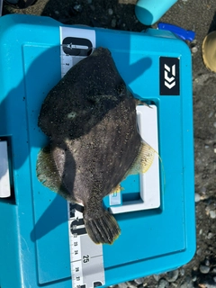 ショゴの釣果