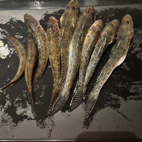 マハゼの釣果