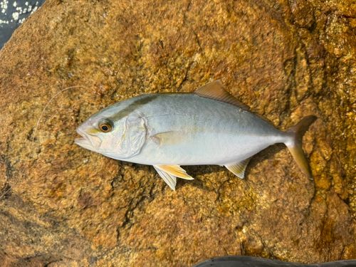 ネリゴの釣果