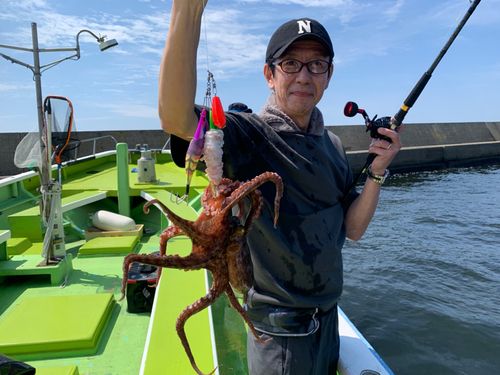 タコの釣果
