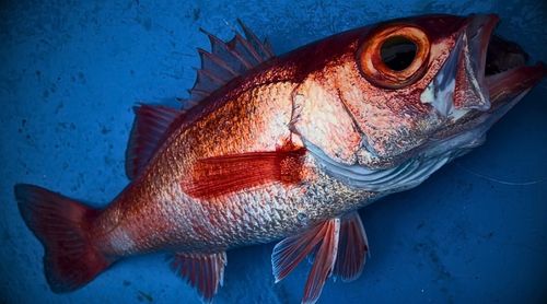 アカムツの釣果