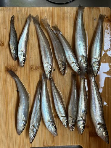 シロギスの釣果