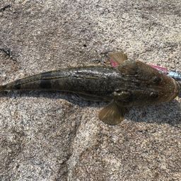マゴチ