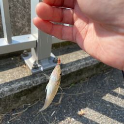 シロギス