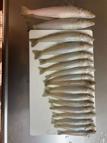 アナゴの釣果