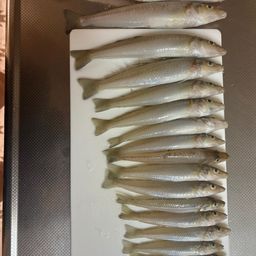 アナゴ