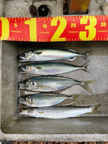 カマスの釣果