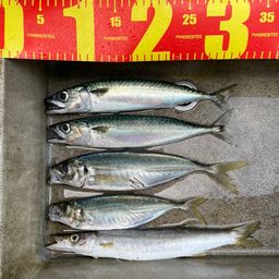 カマス