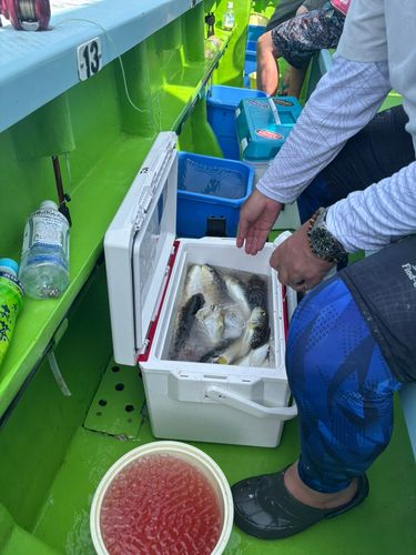 ショウサイフグの釣果