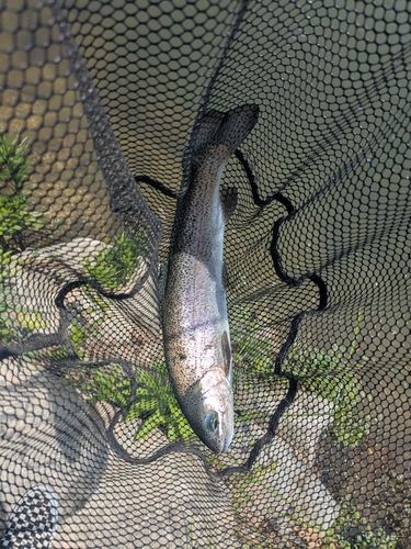 ニジマスの釣果
