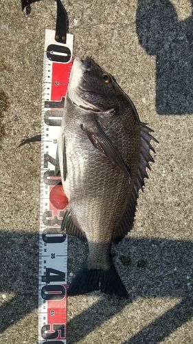 チヌの釣果