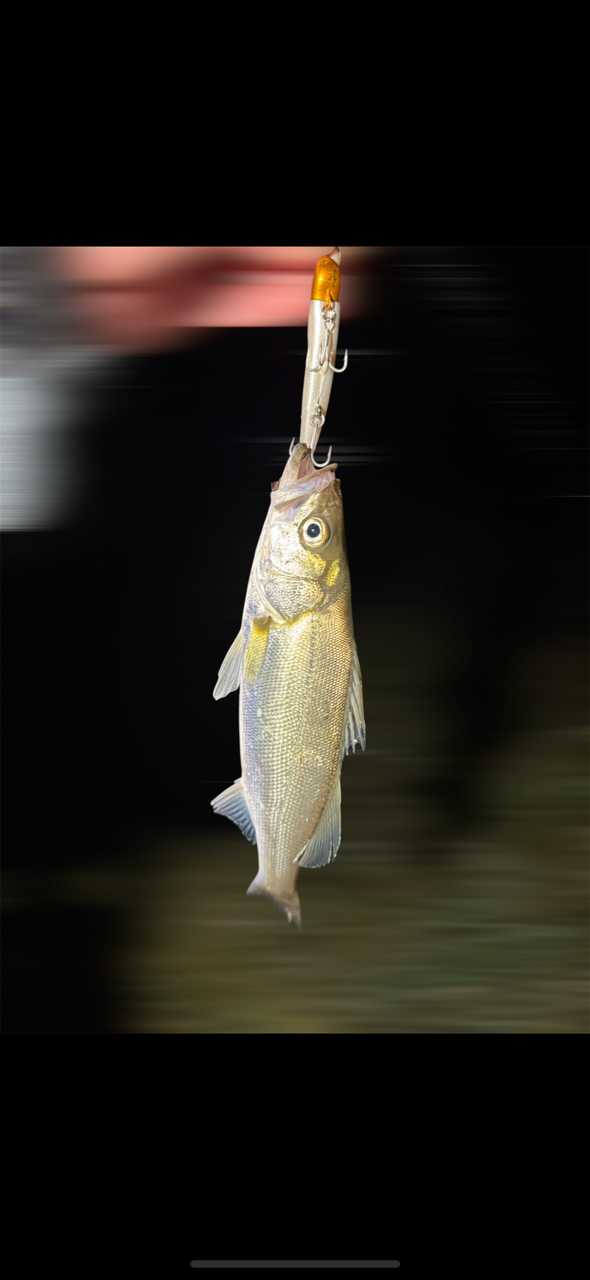 SHIMANO 23ヴァンキッシュ 4000MHGの最安値・インプレ・釣果