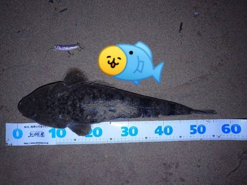 マゴチの釣果