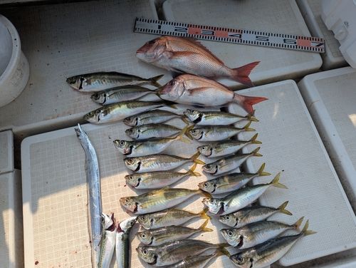 アジの釣果