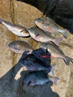 グレの釣果