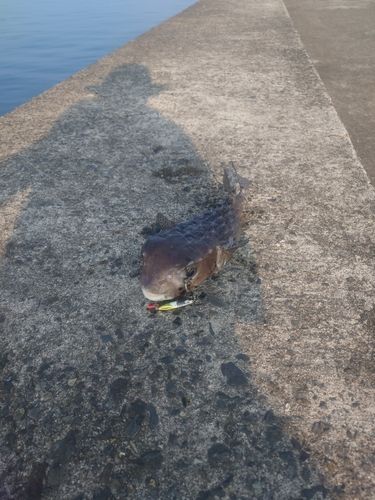 ハリセンボンの釣果