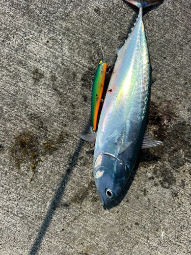 マルソウダの釣果
