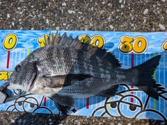 クロダイの釣果
