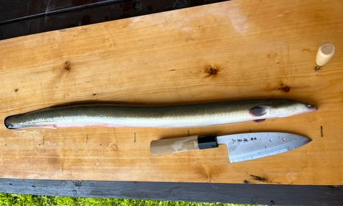 ウナギの釣果
