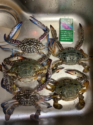 カニの釣果