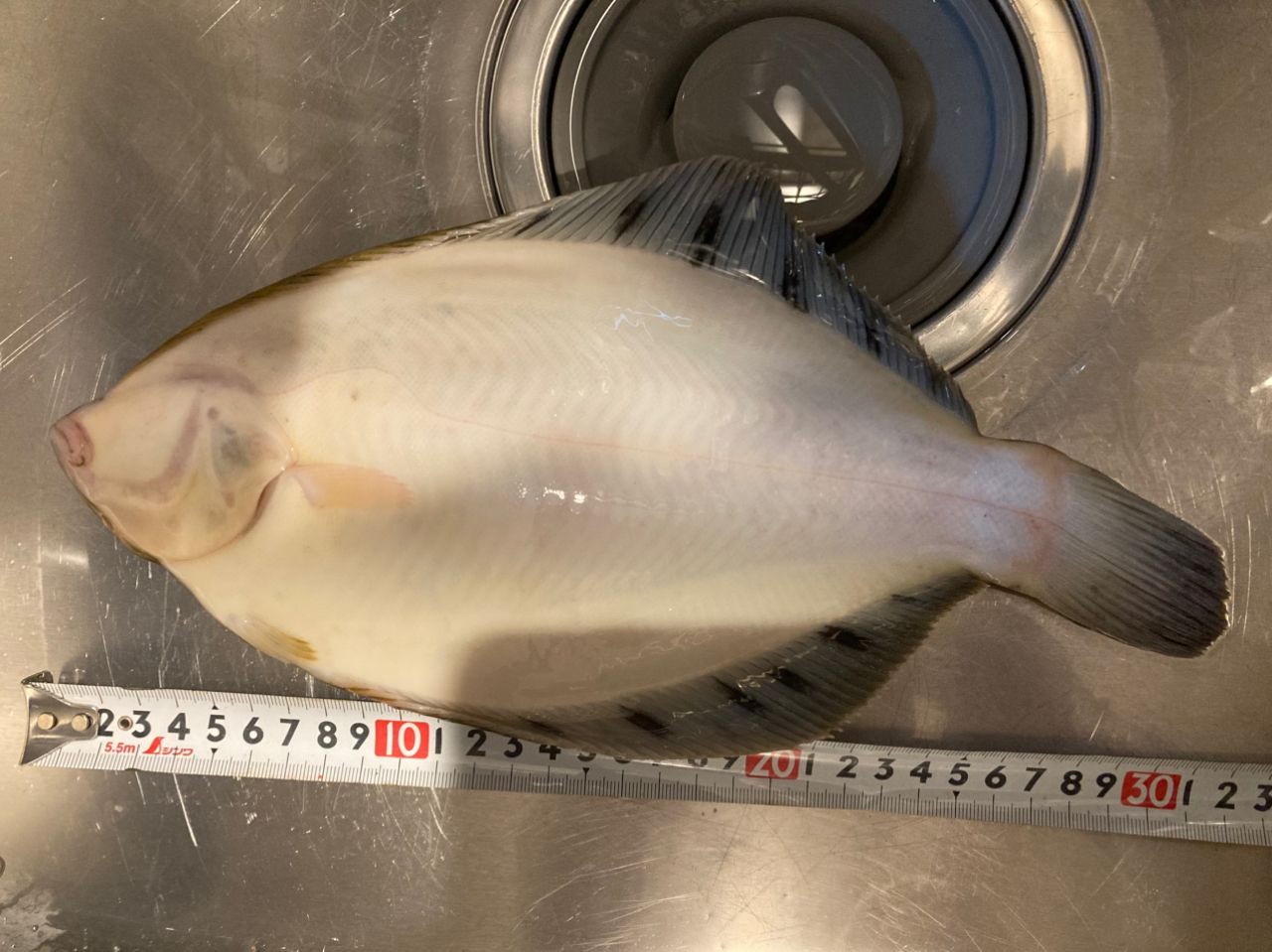 クロガシラガレイ