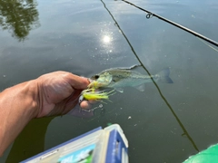 ラージマウスバスの釣果