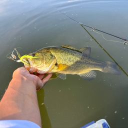 ラージマウスバス