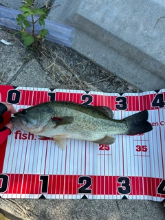 ブラックバスの釣果