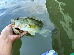 ラージマウスバスの釣果